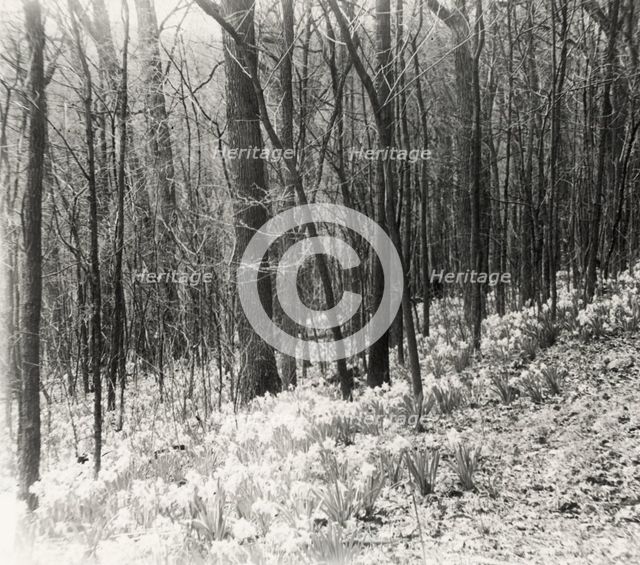 Unidentified garden or park, possibly "Ronaele Manor," Fitz Eugene Dixon house, Elkins Par..., c1920 Creator: Frances Benjamin Johnston.