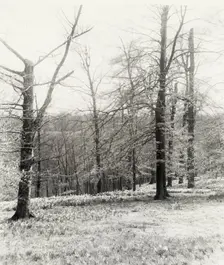 Unidentified garden or park, possibly "Ronaele Manor," Fitz Eugene Dixon house, Elkins Par..., c1920 Creator: Frances Benjamin Johnston