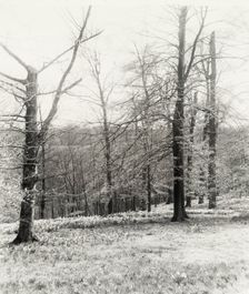 Unidentified garden or park, possibly "Ronaele Manor," Fitz Eugene Dixon house, Elkins Par..., c1920 Creator: Frances Benjamin Johnston