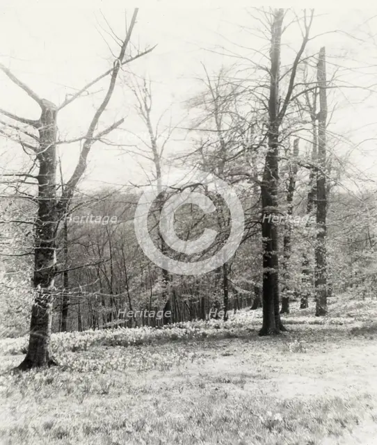 Unidentified garden or park, possibly "Ronaele Manor," Fitz Eugene Dixon house, Elkins Par..., c1920 Creator: Frances Benjamin Johnston.