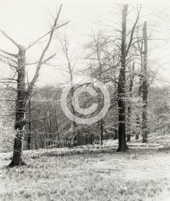 Unidentified garden or park, possibly "Ronaele Manor," Fitz Eugene Dixon house, Elkins Par..., c1920 Creator: Frances Benjamin Johnston.
