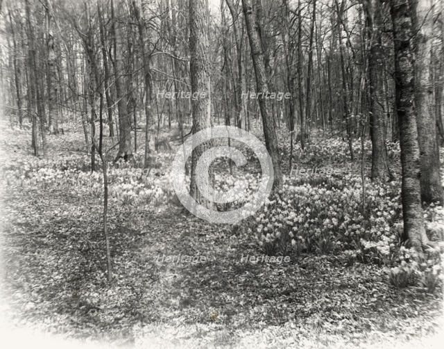 Unidentified garden or park, possibly "Ronaele Manor," Fitz Eugene Dixon house, Elkins Par..., c1920 Creator: Frances Benjamin Johnston.
