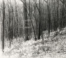 Unidentified garden or park, possibly "Ronaele Manor," Fitz Eugene Dixon house, Elkins Par..., c1920 Creator: Frances Benjamin Johnston