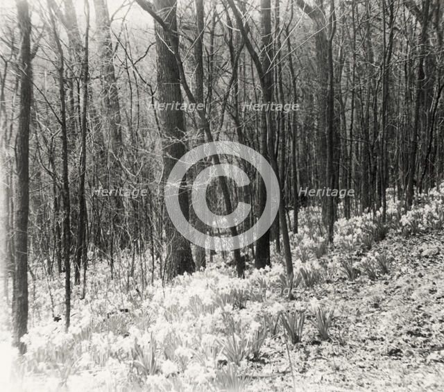 Unidentified garden or park, possibly "Ronaele Manor," Fitz Eugene Dixon house, Elkins Par..., c1920 Creator: Frances Benjamin Johnston.