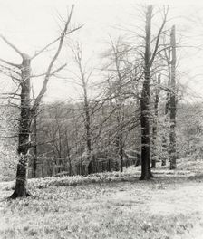 Unidentified garden or park, possibly "Ronaele Manor," Fitz Eugene Dixon house, Elkins Par..., c1920 Creator: Frances Benjamin Johnston