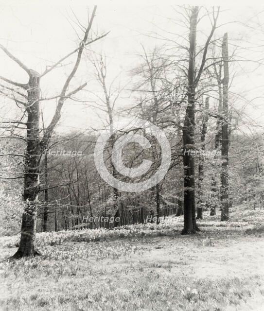 Unidentified garden or park, possibly "Ronaele Manor," Fitz Eugene Dixon house, Elkins Par..., c1920 Creator: Frances Benjamin Johnston.