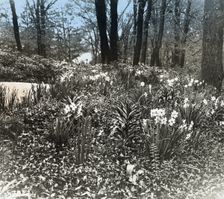 Unidentified house and garden, between 1910 and 1935. Creator: Frances Benjamin Johnston