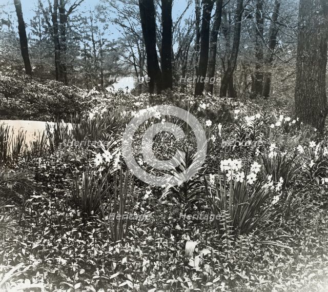 Unidentified house and garden, between 1910 and 1935. Creator: Frances Benjamin Johnston.