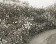 Unidentified house and garden, between 1910 and 1935. Creator: Frances Benjamin Johnston