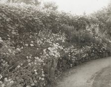Unidentified house and garden, between 1910 and 1935. Creator: Frances Benjamin Johnston