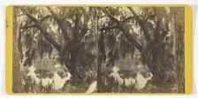 Unititled [Spanish moss on a tree], 1875/99. Creator: Unknown