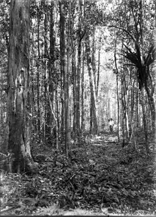 Unknown man in forest of trees, c1900s. Creator: Robert Augustus Henry L'Estrange