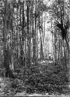 Unknown man in forest of trees, c1900s. Creator: Robert Augustus Henry L'Estrange