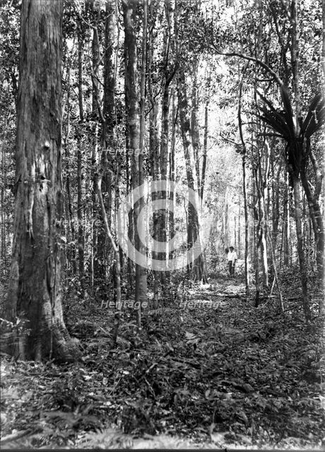 Unknown man in forest of trees, c1900s. Creator: Robert Augustus Henry L'Estrange.