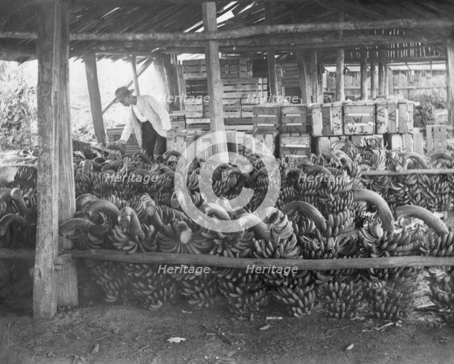 Unknown man with harvested banana crop, c1900s. Creator: Robert Augustus Henry L'Estrange.
