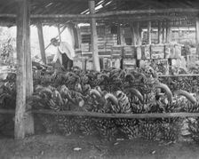 Unknown man with harvested banana crop, c1900s. Creator: Robert Augustus Henry L'Estrange