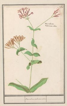 Unknown plant, 1596-1610. Creators: Anselmus de Boodt, Elias Verhulst