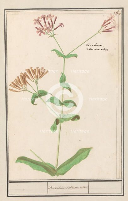 Unknown plant, 1596-1610. Creators: Anselmus de Boodt, Elias Verhulst.