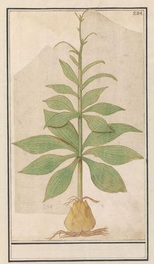 Unknown plant, 1596-1610. Creators: Anselmus de Boodt, Elias Verhulst