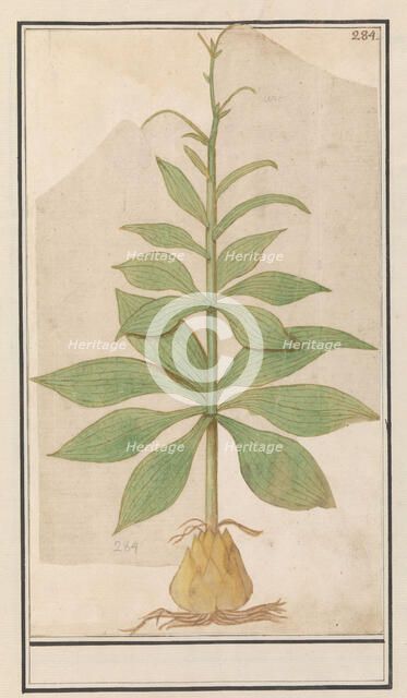 Unknown plant, 1596-1610. Creators: Anselmus de Boodt, Elias Verhulst.