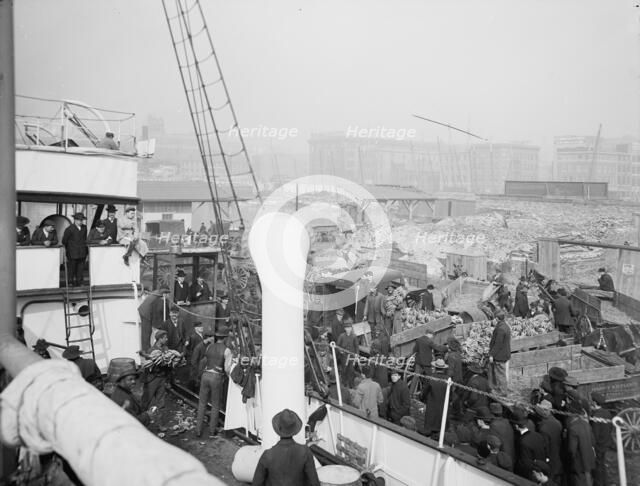 Unloading a banana steamer, Baltimore, Md., c1905. Creator: Unknown.