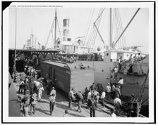 Unloading bananas from steamer, New Orleans, La., between 1900 and 1910. Creator: Unknown