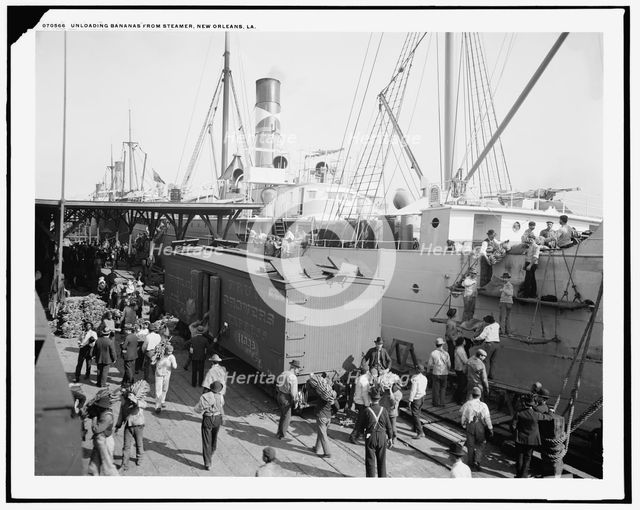 Unloading bananas from steamer, New Orleans, La., between 1900 and 1910. Creator: Unknown.