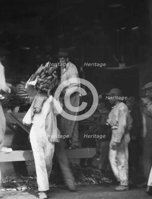 Unloading bananas, New Orleans, between 1920 and 1926. Creator: Arnold Genthe.