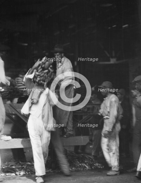 Unloading bananas, New Orleans, between 1920 and 1926. Creator: Arnold Genthe.