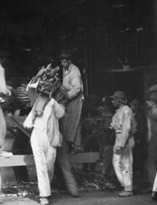 Unloading bananas, New Orleans, between 1920 and 1926. Creator: Arnold Genthe
