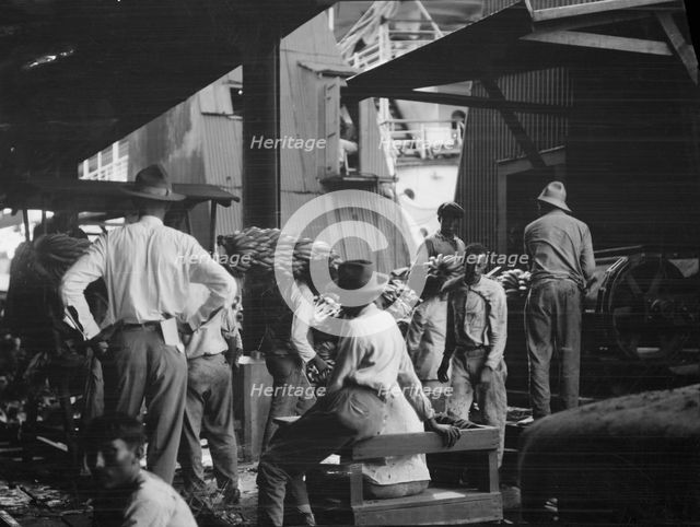 Unloading bananas, New Orleans, between 1920 and 1926. Creator: Arnold Genthe.