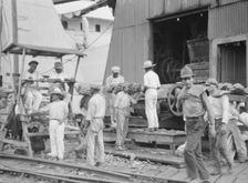 Unloading bananas, New Orleans, between 1920 and 1926. Creator: Arnold Genthe
