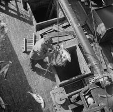 Unloading fish from the hold of a New England fishing boat at the Fulton market, New York, 1943. Creator: Gordon Parks