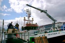 Unloading fish, Ullapool, Highland, Scotland. Creator: Peter Thompson