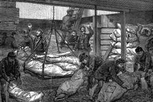 Unloading frozen meat from Australia, South West India Dock, Millwall, London, 1881. Creator: Unknown