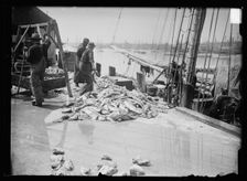Unloading Gorton's codfish, Gloucester, Mass., between 1900 and 1915. Creator: Unknown