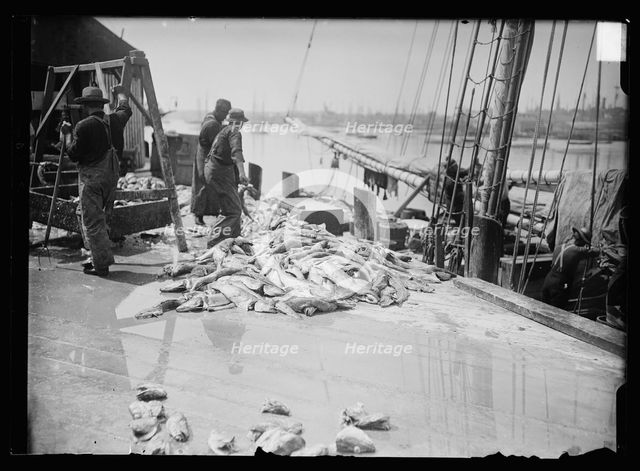 Unloading Gorton's codfish, Gloucester, Mass., between 1900 and 1915. Creator: Unknown.