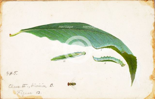 Unspotted Beach Leaf Edge Caterpillar..., late 19th-early 20th century. Creator: Emma Beach Thayer.