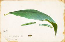 Unspotted Beach Leaf Edge Caterpillar..., late 19th-early 20th century. Creator: Emma Beach Thayer