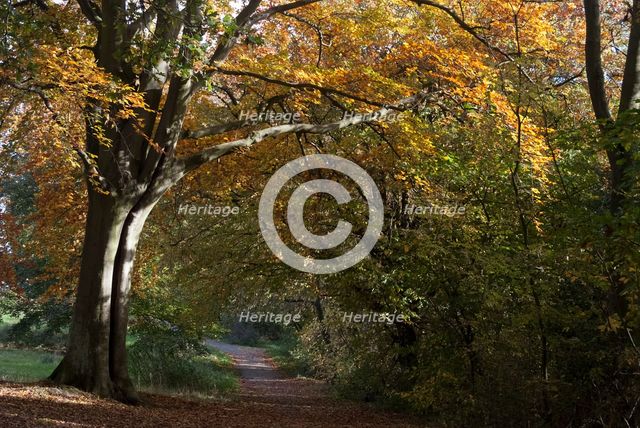 UK, London, Hampstead Heath, 2009. Creator: Ethel Davies.