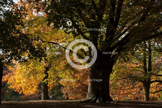 UK, London, Hampstead Heath, 2009. Creator: Ethel Davies.