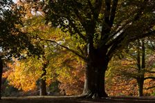 UK, London, Hampstead Heath, 2009. Creator: Ethel Davies