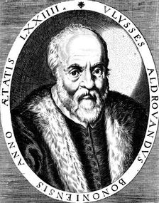 Ulisse Aldrovandi (1522-1605), Italian botanist, naturalist and physician, late 16th century