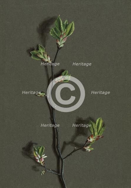 Ulmus glabra Huds (Wych Elm), c1870-1920. Creator: Harold Drinkwater.