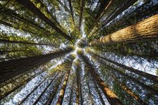 Up There. Creator: Joshua Johnston