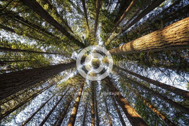 Up There. Creator: Joshua Johnston.