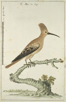 Upupa africana (Hoopoe), 1777-1786. Creator: Robert Jacob Gordon