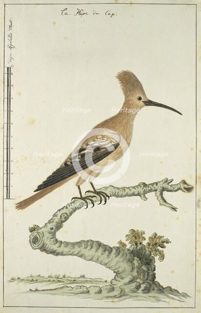 Upupa africana (Hoopoe), 1777-1786. Creator: Robert Jacob Gordon.