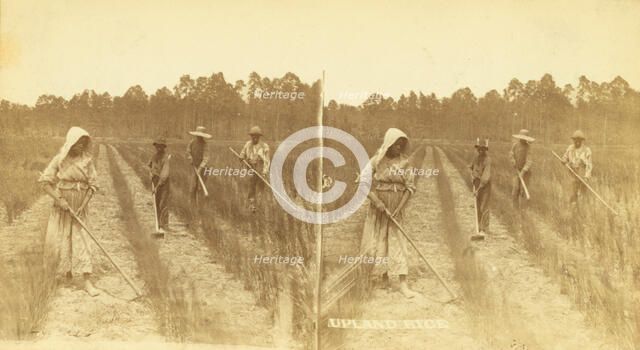 Upland rice. [Hoeing rice], (1868-1900?). Creator: O. Pierre Havens.