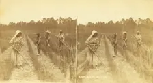 Upland rice. [Hoeing rice], (1868-1900?). Creator: O. Pierre Havens
